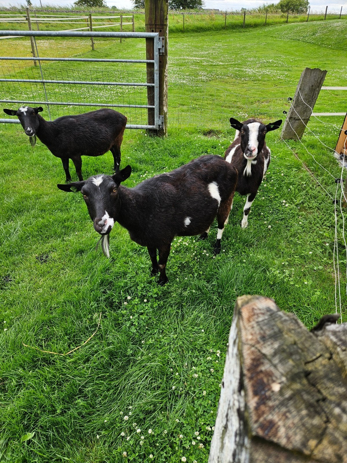 Te koop, Dieren en Toebehoren, Vrouwelijk, Geit, 6 jaar of ouder