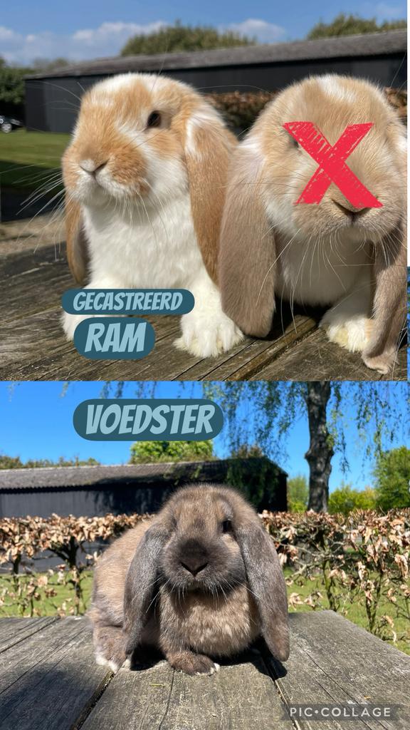 Koppels franse hangoren, gecastreerd en gevaccineerd, Dieren en Toebehoren, Konijnen, Meerdere dieren, Groot, Hangoor, 0 tot 2 jaar