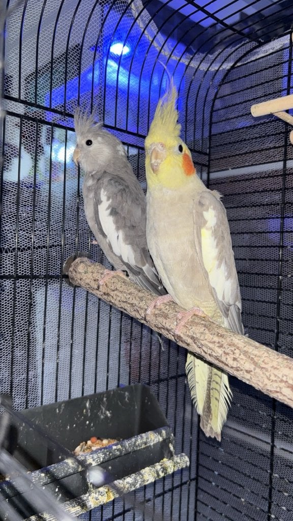 2 Valkparkieten te koop | Man, Dieren en Toebehoren, Mannelijk, Parkiet, Geringd