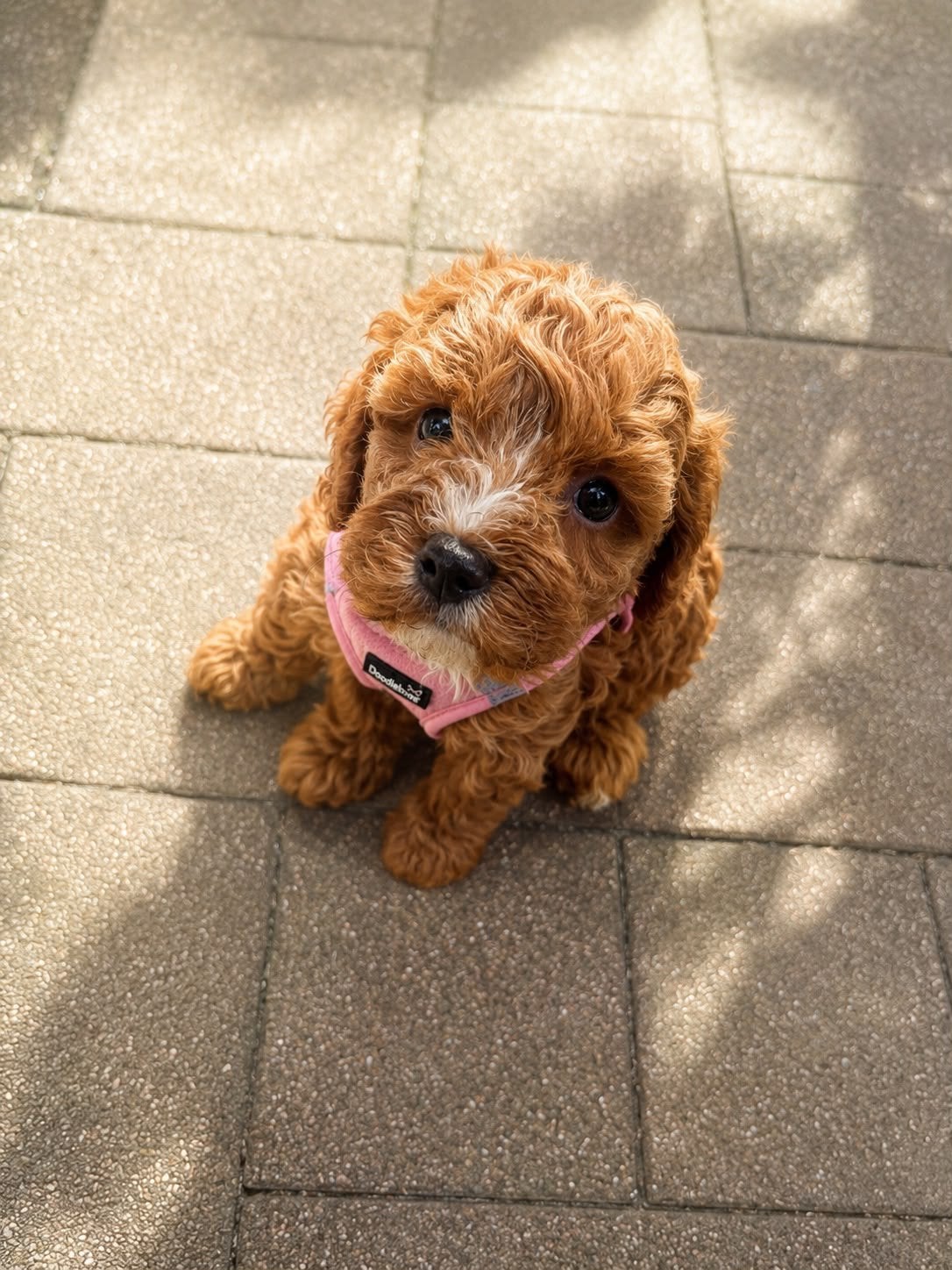 Cockapoo teef zoekt droomhuis, Overige rassen, 8 tot 15 weken, Teef, Parvo