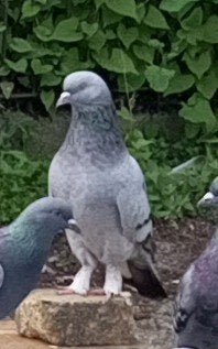 Takla duif vermist, Dieren en Toebehoren, Vogels | Duiven, Mannelijk