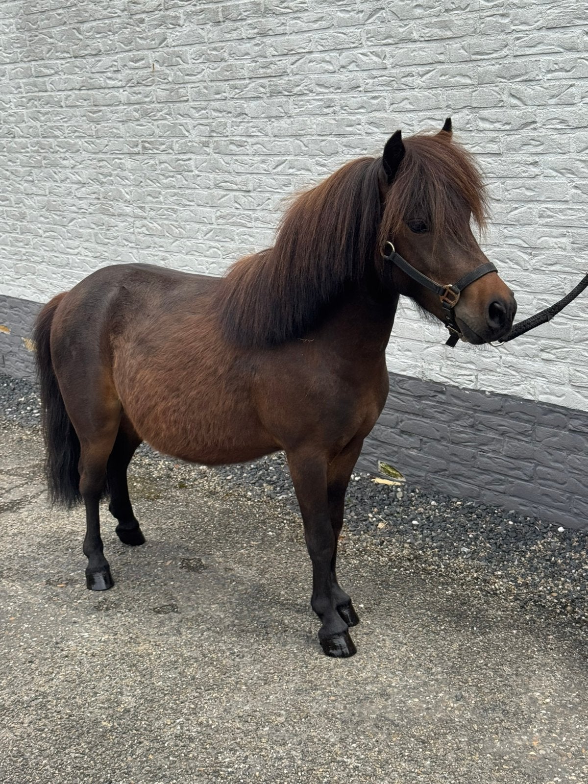 Grote knappe 2 jarige shet, Dieren en Toebehoren, Pony's, Hengst, Met stamboom, 0 tot 2 jaar