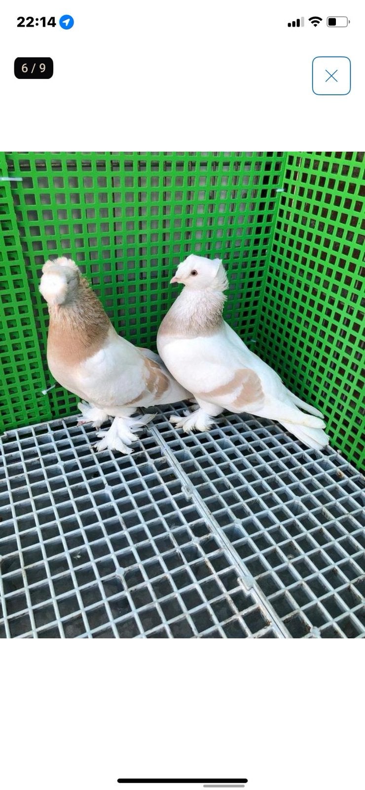 Prachtige takla broed koppel, Dieren en Toebehoren, Vogels | Duiven, Meerdere dieren