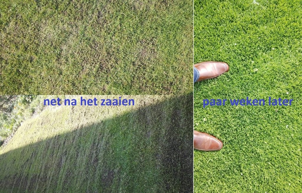 Hovenier, ontwerp, aanleg, beplanting, natuurijk groen gras, Diensten en Vakmensen, Garantie, Tuinontwerp