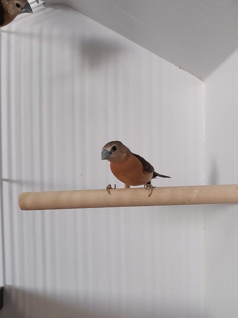 Gele rietvinken, Dieren en Toebehoren, Meerdere dieren, Tropenvogel