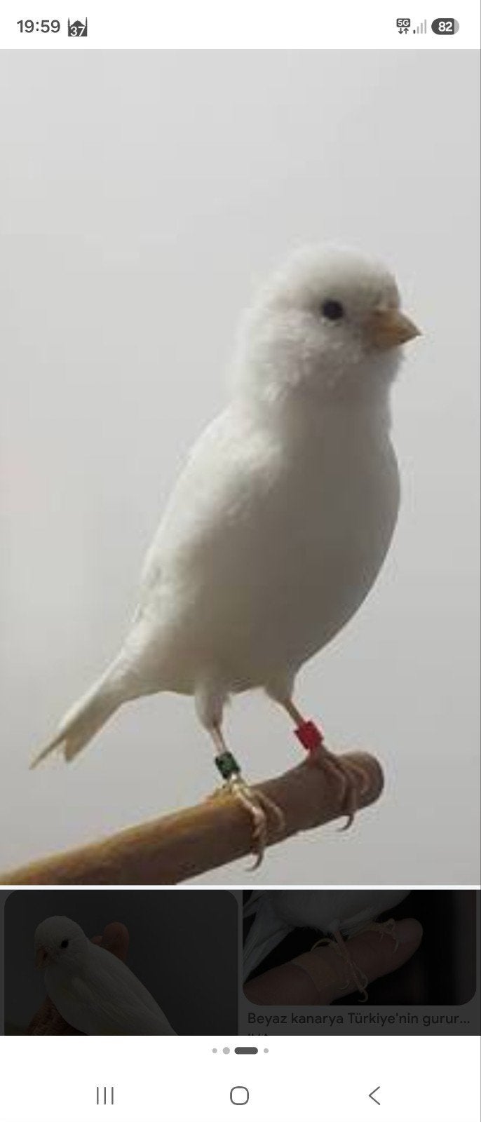Hallo, ik ben op zoek naar een witte kanarie. Met vriendelij, Mannelijk, Kleurkanarie