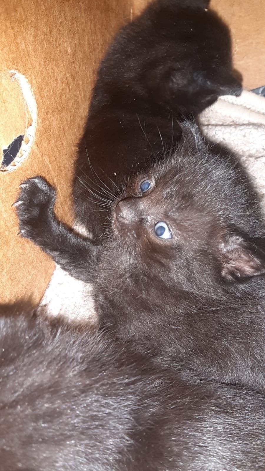 kittens, Dieren en Toebehoren, Katten en Kittens | Raskatten | Korthaar, Meerdere dieren, Ontwormd, 0 tot 2 jaar