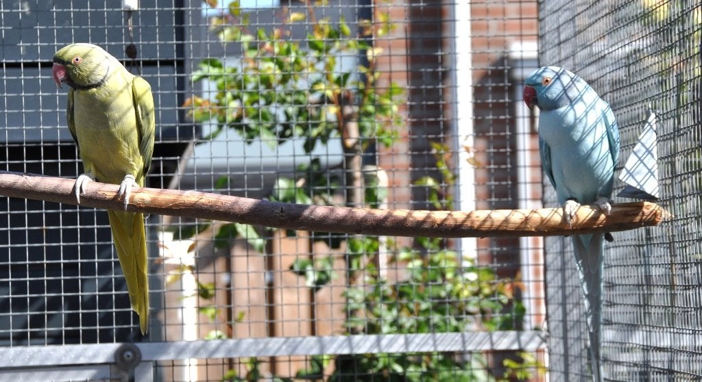 Koppels brr halsband parkieten, Dieren en Toebehoren, Meerdere dieren, Parkiet, Geringd