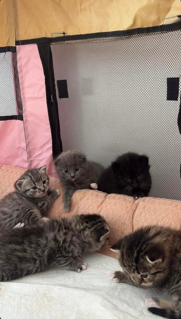 Britse Korthaar x Bombay kittens, Meerdere dieren, Ontwormd