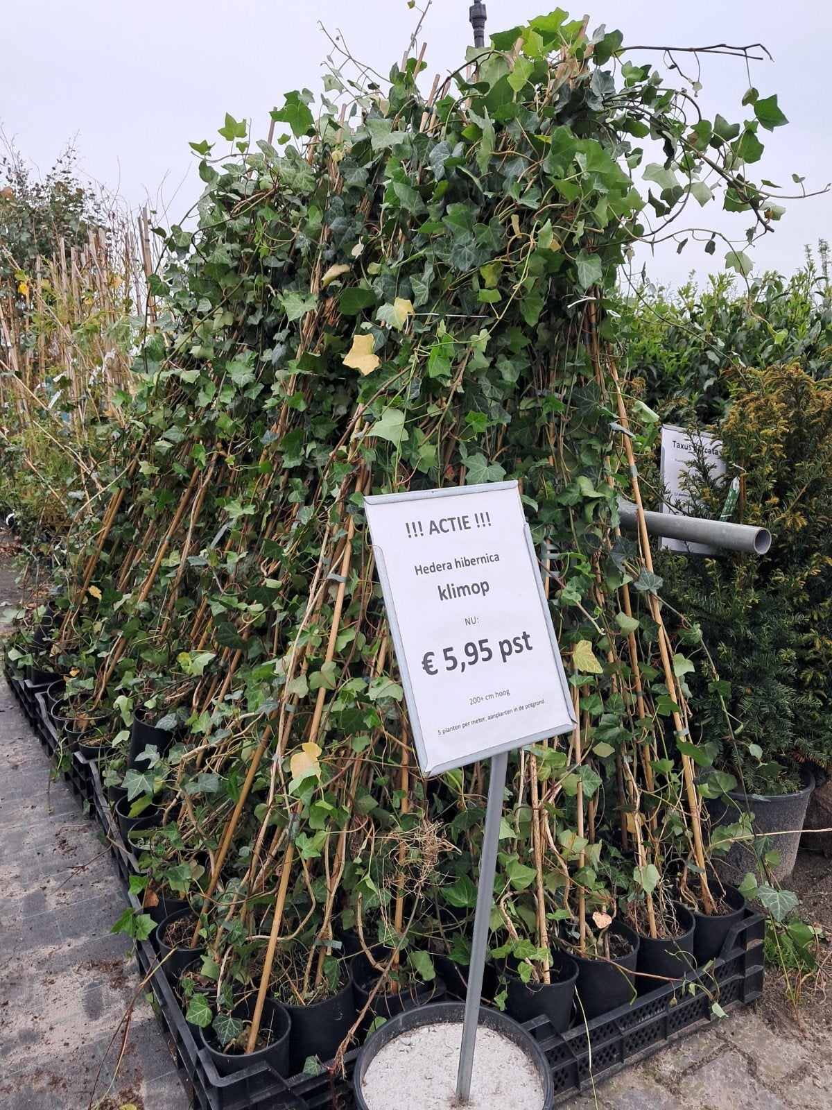 **ACTIE** Hedera hibernica klimop 200-225 CM €5,95, Tuin en Terras, Vaste plant, Ophalen of Verzenden, Bloeit niet, Halfschaduw