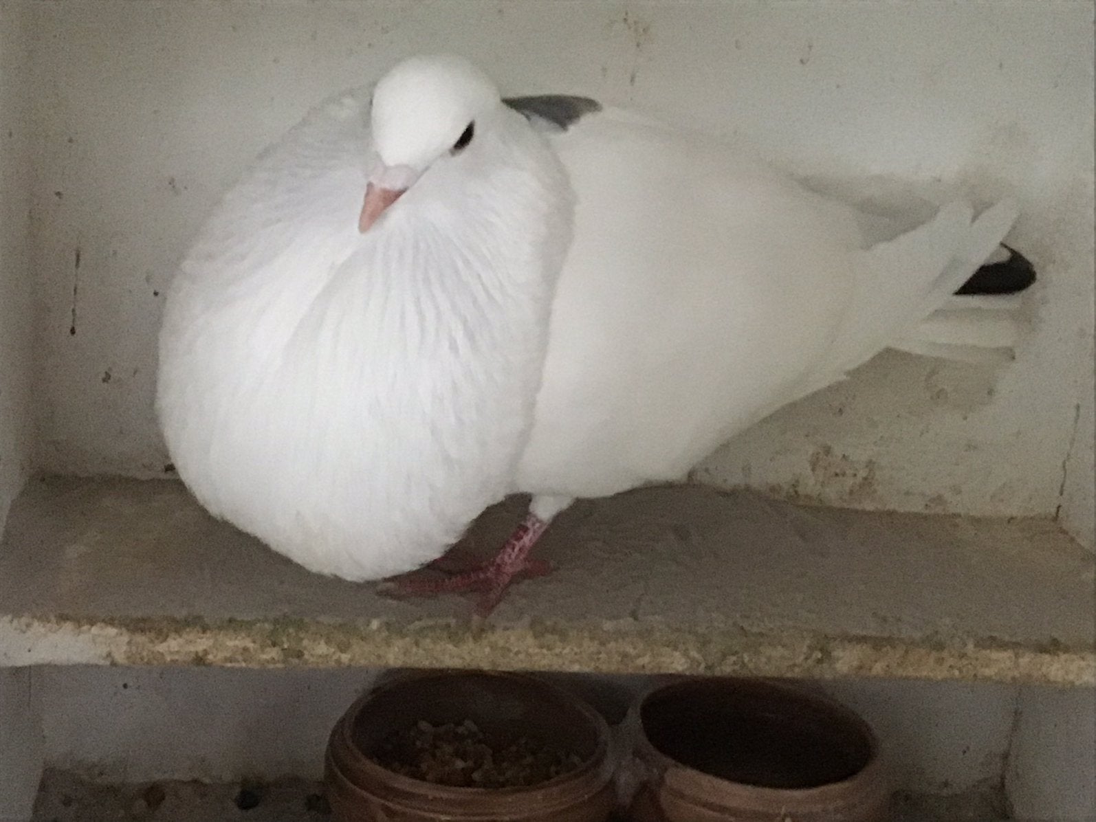 Te koop een mooie wit met vlekjes kruising gaditano, Mannelijk, Kropper
