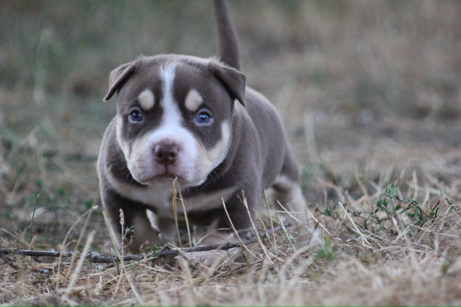 american bully pups met ABKC stamboom, Dieren en Toebehoren, Overige rassen, 8 tot 15 weken, Parvo, Meerdere