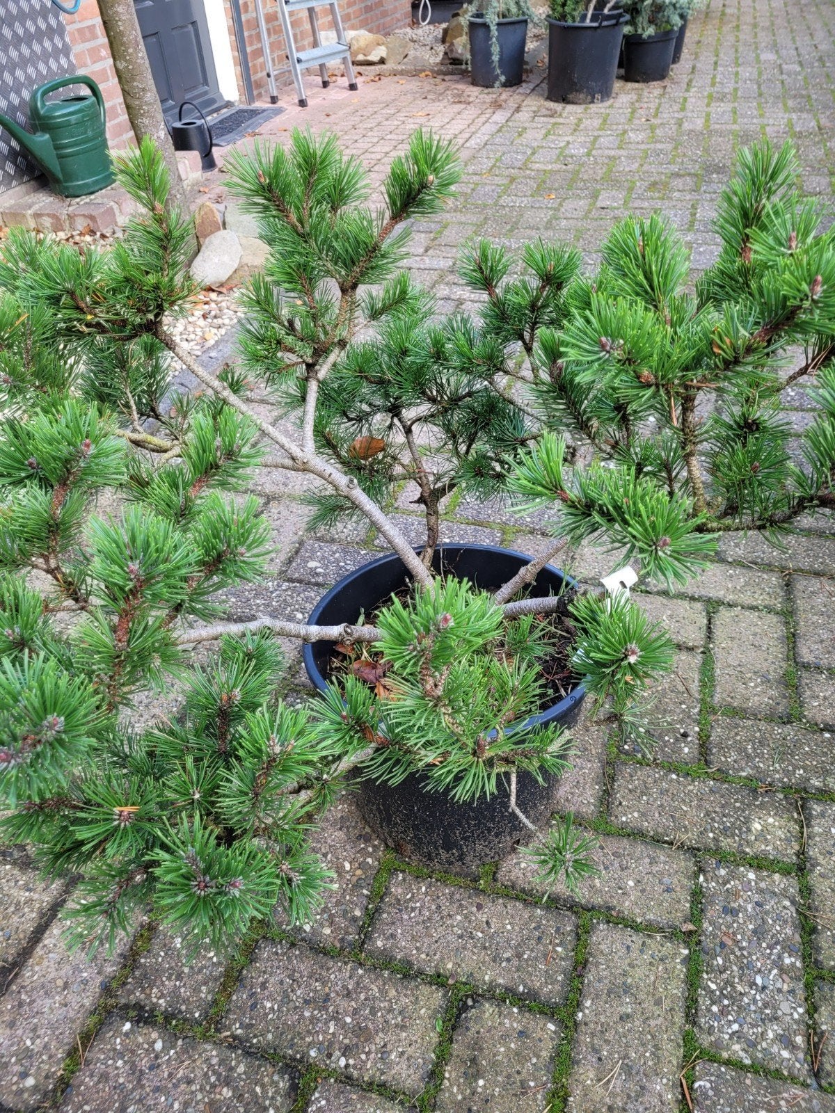 Pinus Mugo - Bergden in pot, Bloeit niet, Overige soorten, 100 tot 250 cm, Ophalen