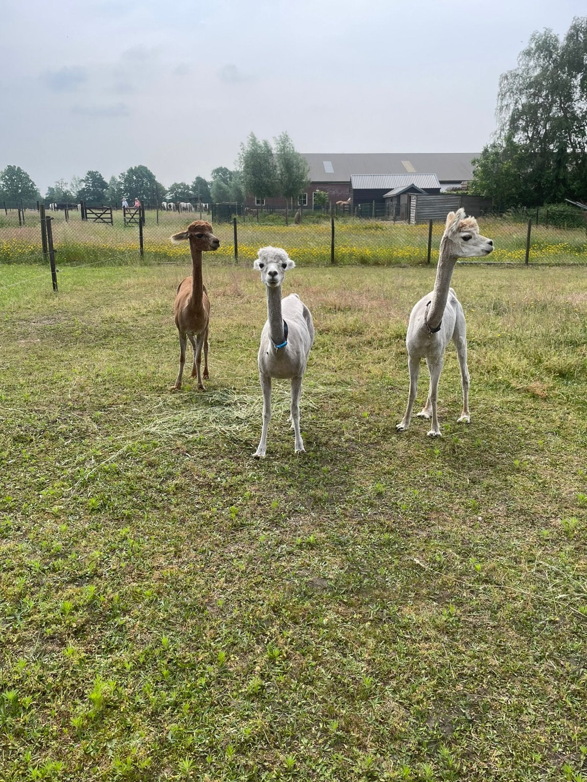 Alpaca merries drie stuks te koop, Dieren en Toebehoren, Overige Dieren, December, Vrouwelijk