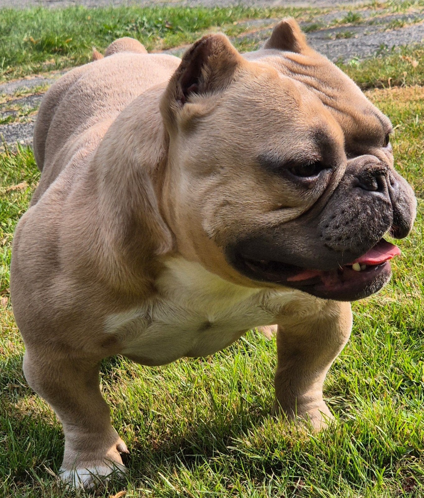 American Bully Micro Reu, Reu, Parvo, Bulldog, Eén hond
