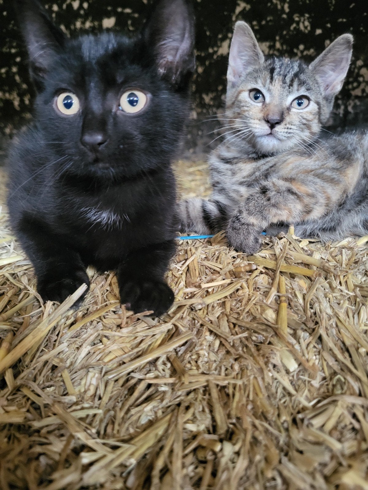 2 Boerderij kittens, Meerdere dieren