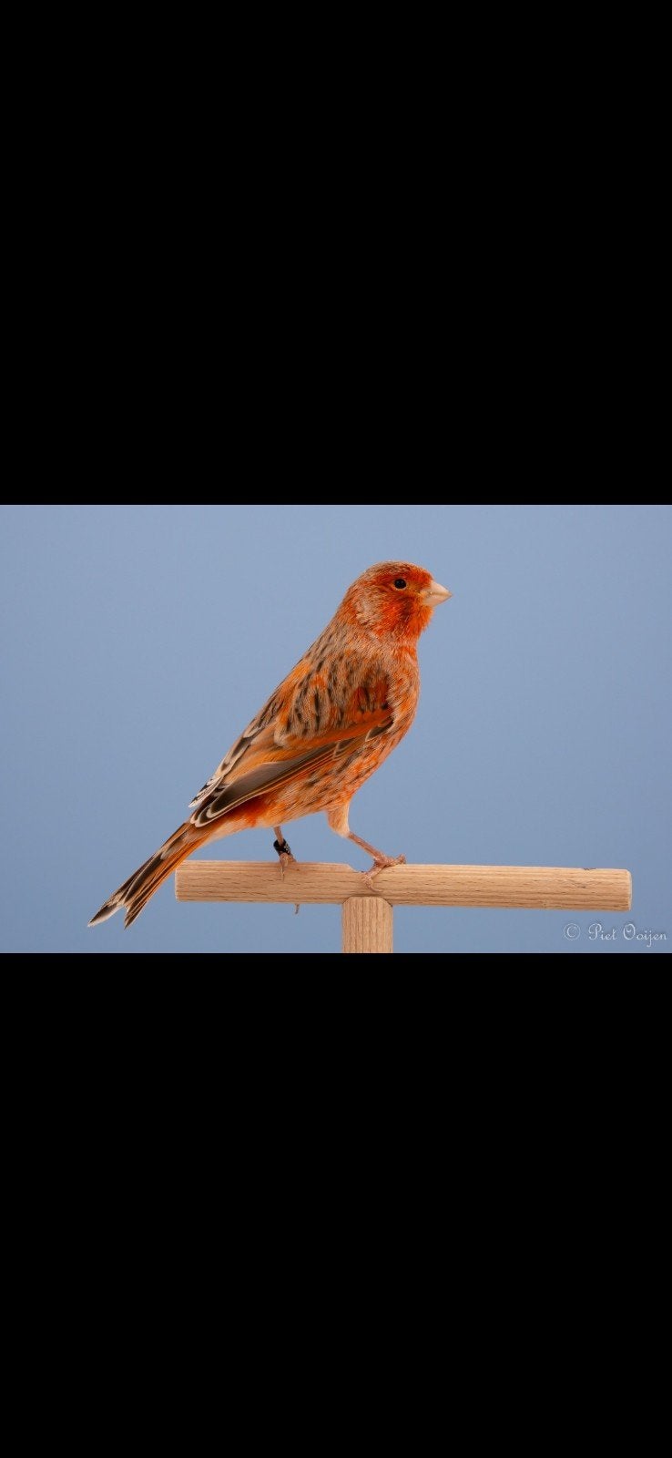 2024 en 2025 en 2026, Dieren en Toebehoren, Vogels | Kanaries, Meerdere dieren, Kleurkanarie