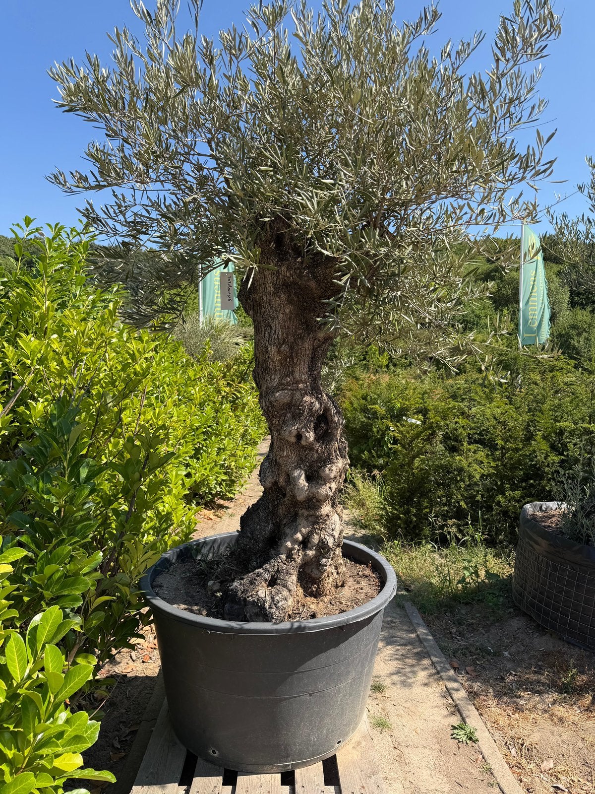 Oude Olijfboom (Olea Europaea) – Knoestige Stam, Ophalen of Verzenden, 100 tot 250 cm, Olijfboom, Zomer