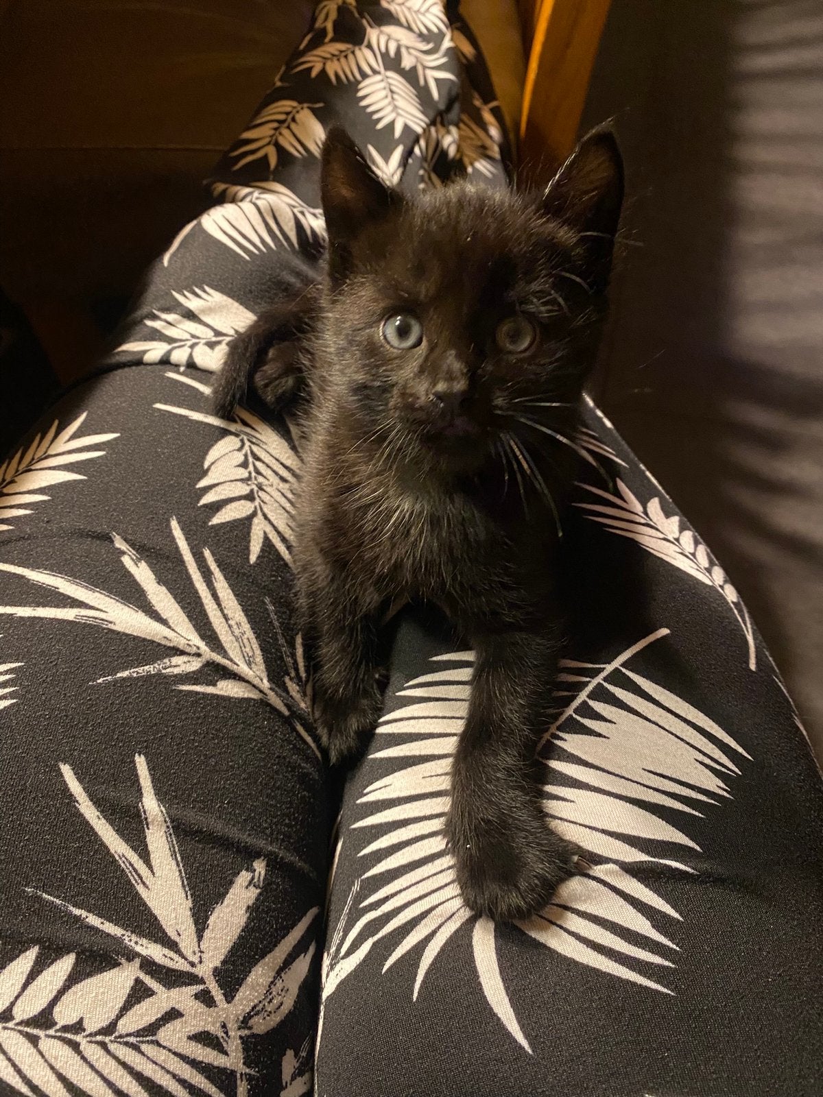 Vier lieve kittens, Meerdere dieren, 0 tot 2 jaar