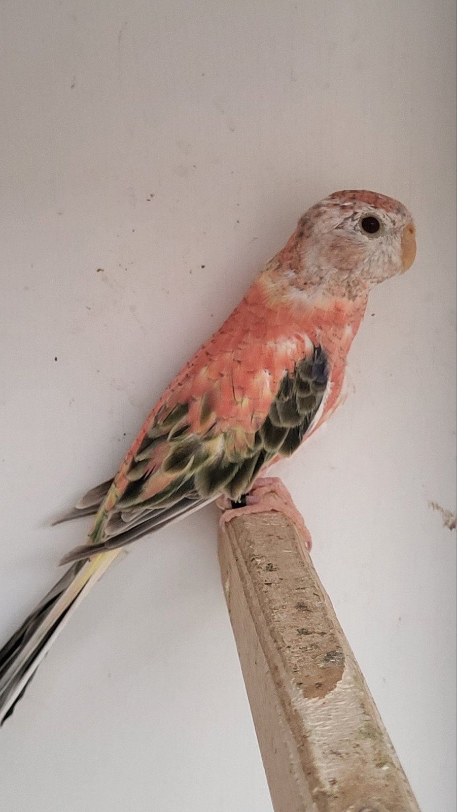 bourks / bourkes, Mannelijk, Parkiet, Geringd