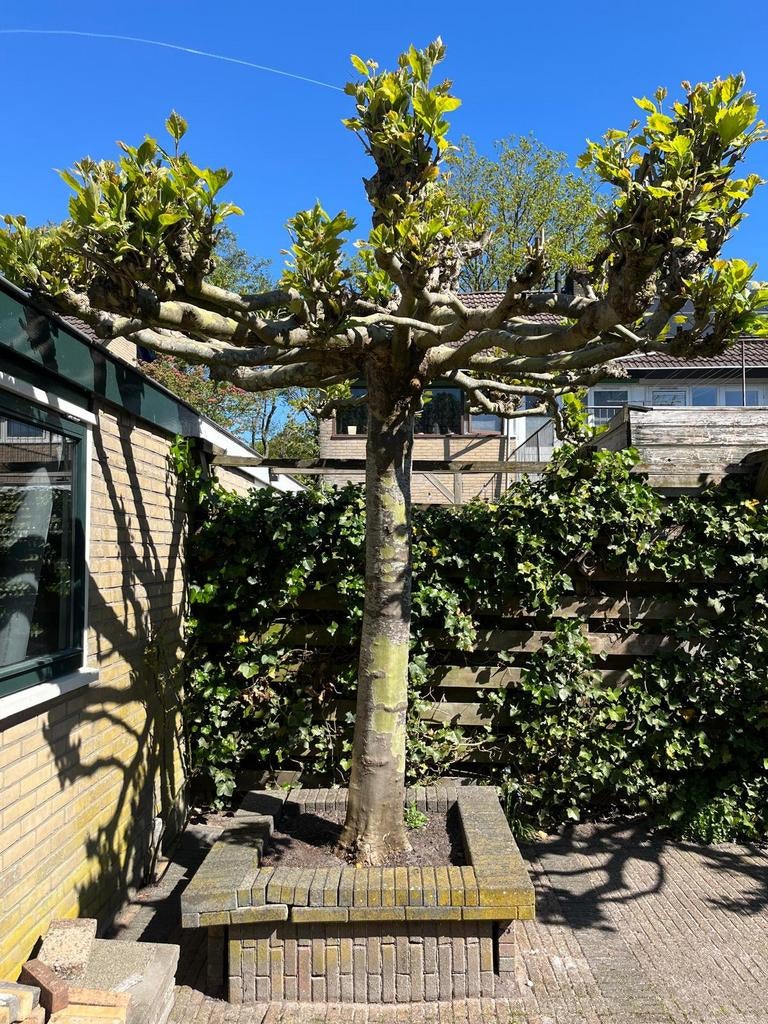 Prachtige dakplatanen - Ideaal voor elke tuin, Tuin en Terras, Ophalen, Volle zon, Overige soorten