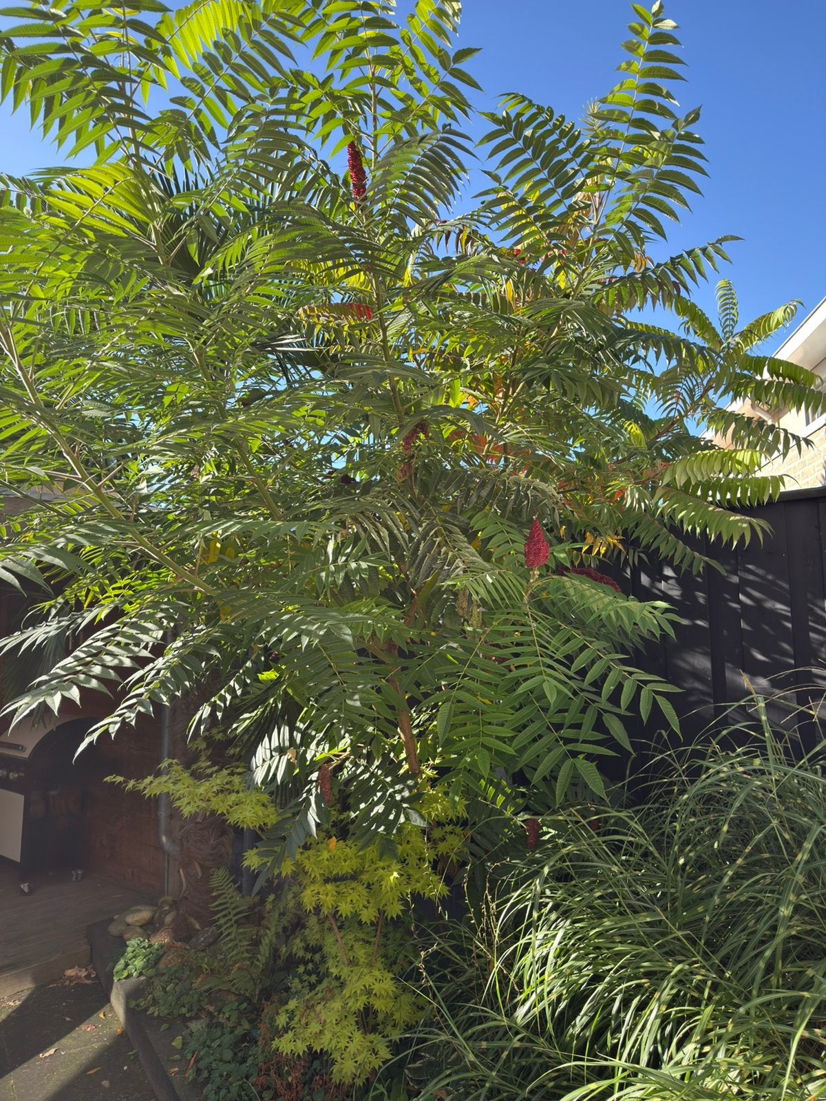 Fluweelboom, Latijn: Rhus typhina, Tuin en Terras, Ophalen, Halfschaduw, Overige soorten, 100 tot 250 cm