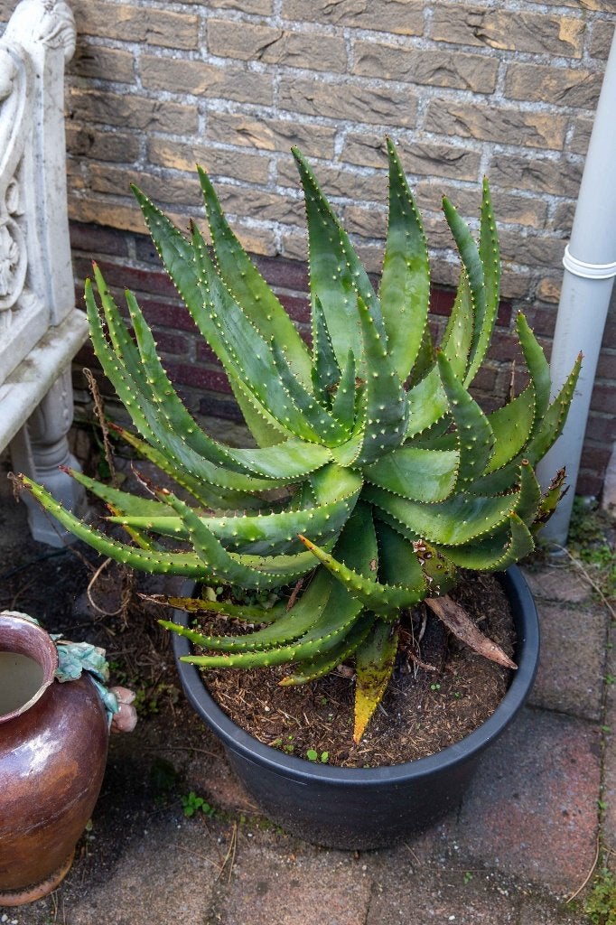 Vetplant Succulent Aloe Aculeata Zuid Afrika, Huis en Inrichting, Ophalen, Vetplant, In pot, Minder dan 100 cm