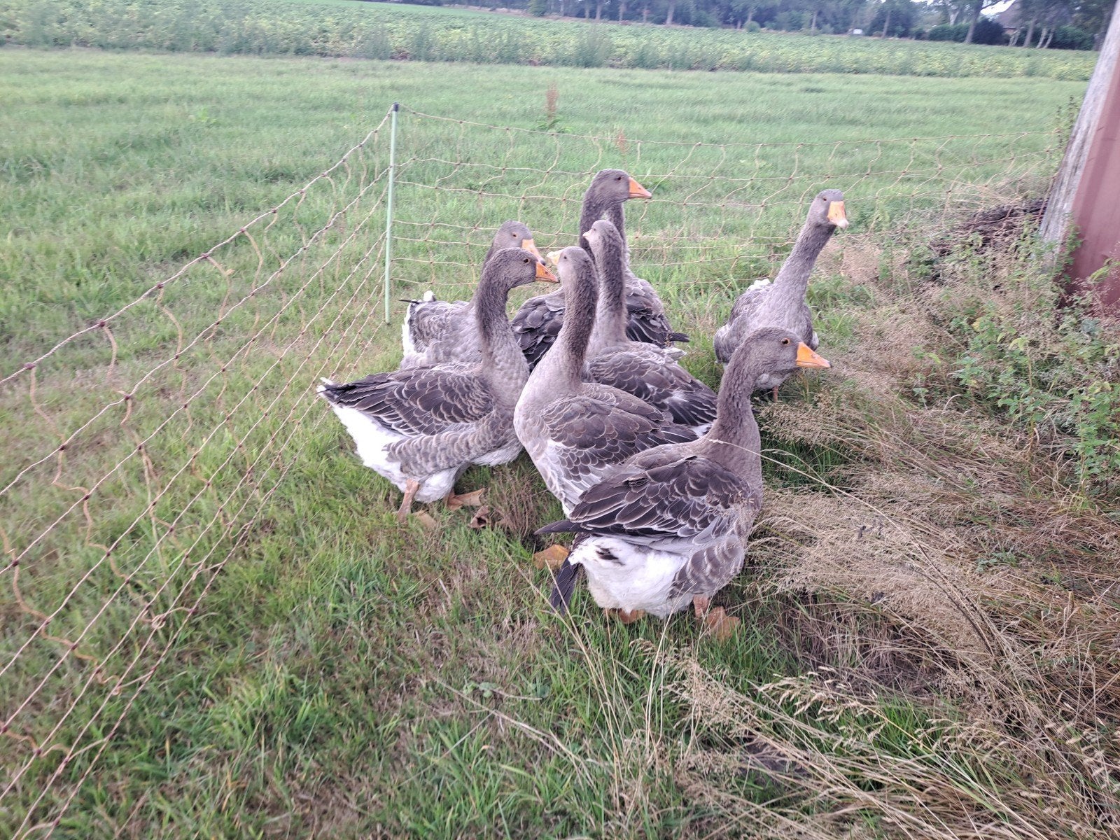 te koop toulouse ganzen, Meerdere dieren, Gans of Zwaan