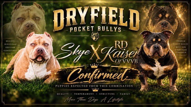 American Bully pups, Dieren en Toebehoren, België, Fokker | Hobbymatig, Overige rassen, 8 tot 15 weken
