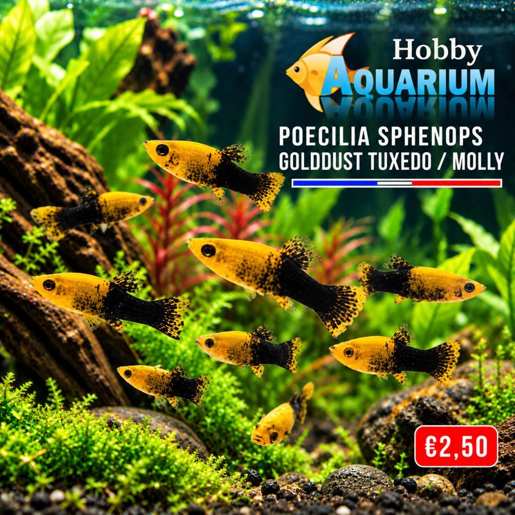 Hobbyaquarium Poecilia Splendops Golddust Tuxedo /molly, Vis, Zoetwatervis, Schoolvis