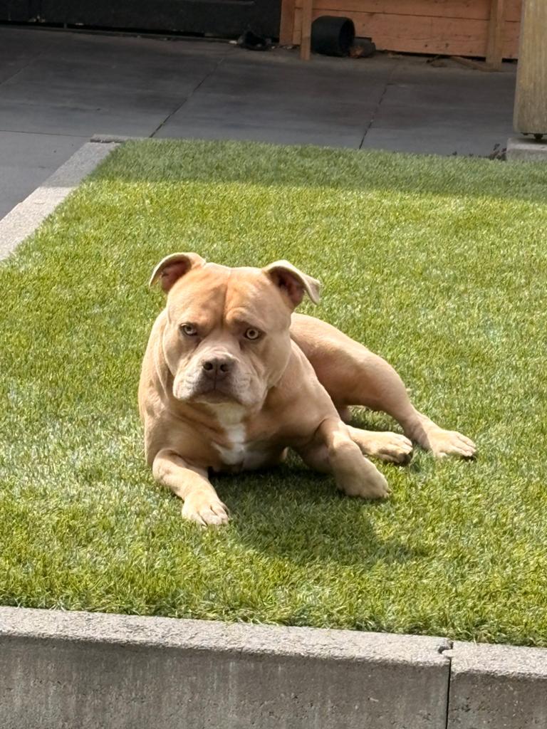 Dekreu pocket bully, Reu, Parvo, Eén hond, Nederland