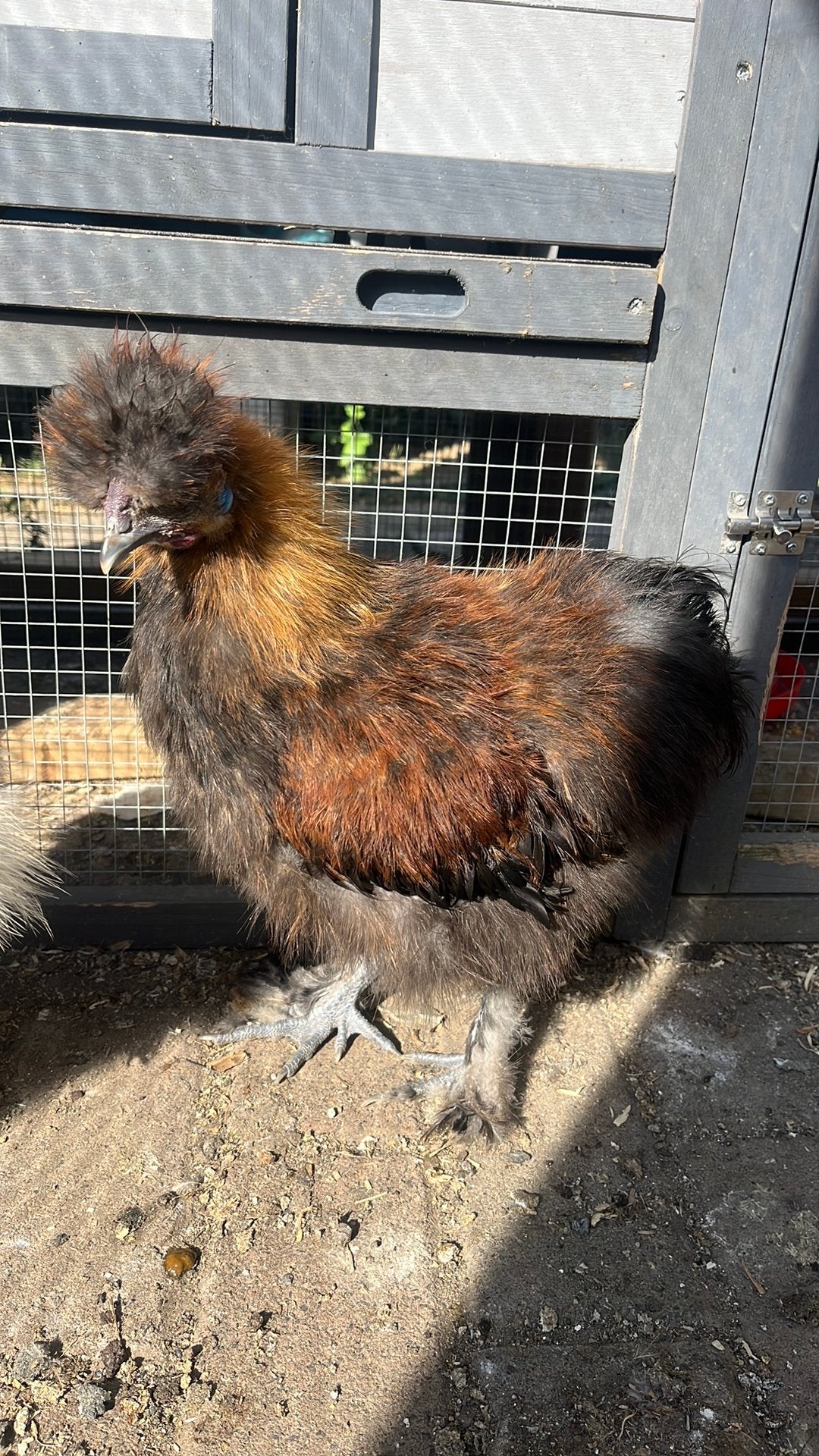 Zijdehoen haantje, Dieren en Toebehoren, Pluimvee, Mannelijk, Kip