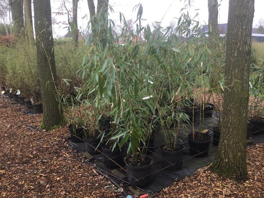 Fargesia Robusta Wolong, niet woekerende bamboe !!!, Vaste plant, Bloeit niet, Halfschaduw, Ophalen