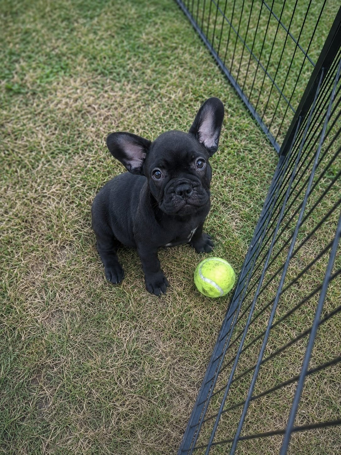 Prachtige Franse Bulldog pups, nog 1 reu beschikbaar!, Parvo, Nederland, Reu, 8 tot 15 weken