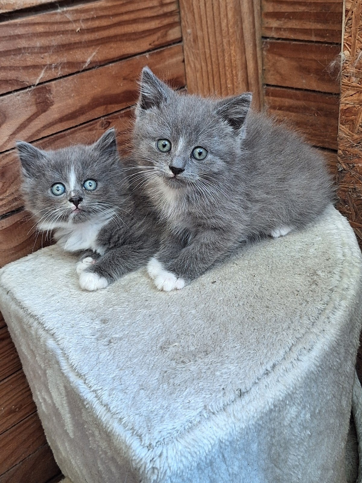 Prachtige jong kat, Kater, Ontwormd, 0 tot 2 jaar