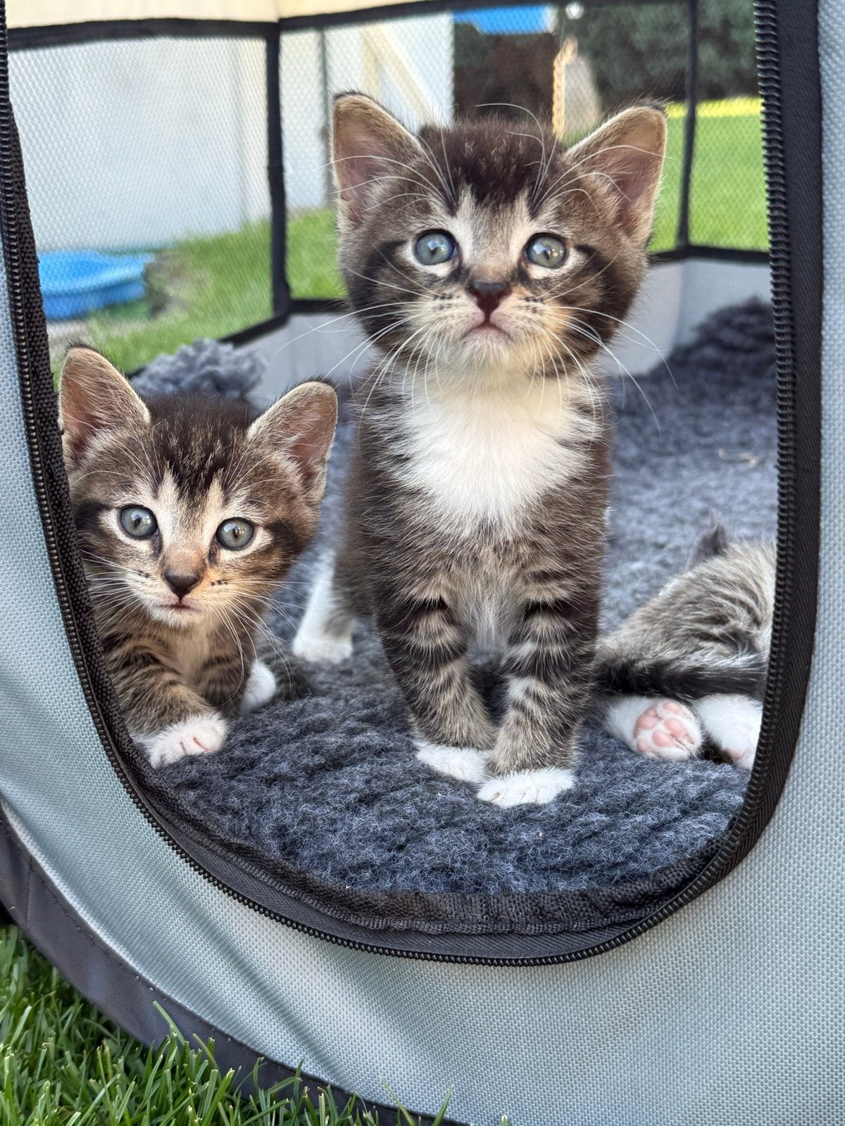 Kittens – moeder half Brits Korthaar / half Blauwe Rus, Dieren en Toebehoren, Poes