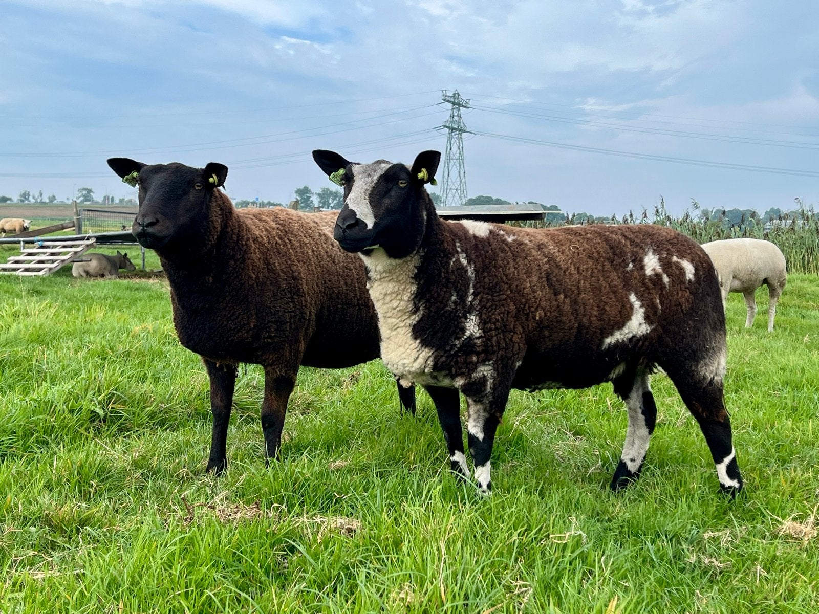 Luxe bonte ooien / schapen, Dieren en Toebehoren, Schapen, Geiten en Varkens, Vrouwelijk, Schaap, 0 tot 2 jaar