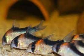 Corydora adolfoi, Vis, Zoetwatervis, Schoolvis