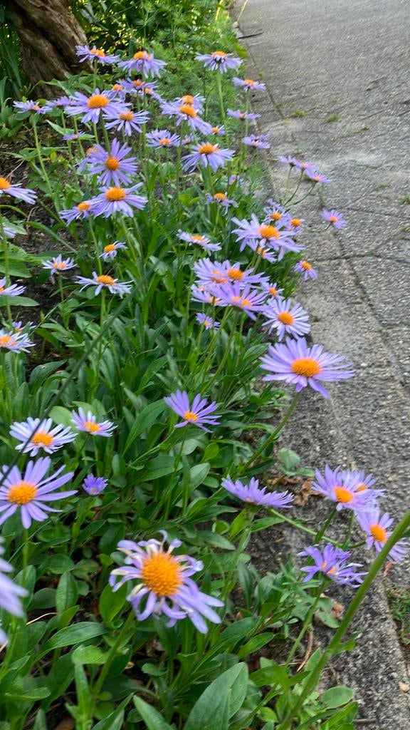 Lage paarse aster, Ophalen, Bodembedekkers, Volle zon, Vaste plant