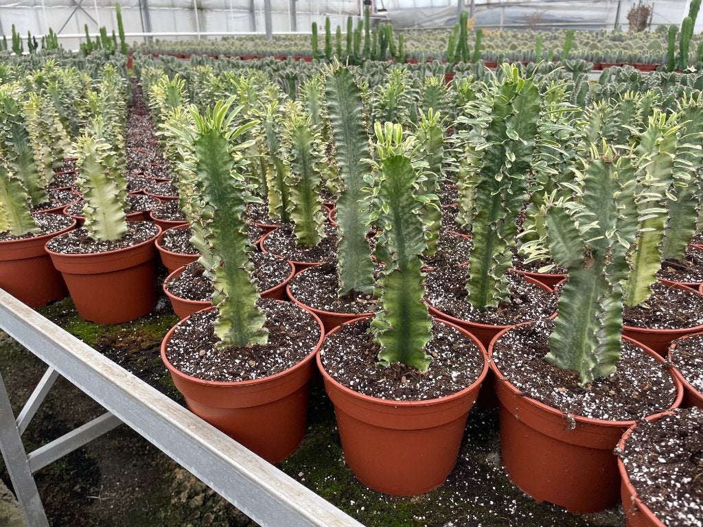 Cactus 2 fraaie Euphorbia soorten in potmaat 17cm., Huis en Inrichting, Kamerplanten, Minder dan 100 cm, Groene kamerplant, Halfschaduw