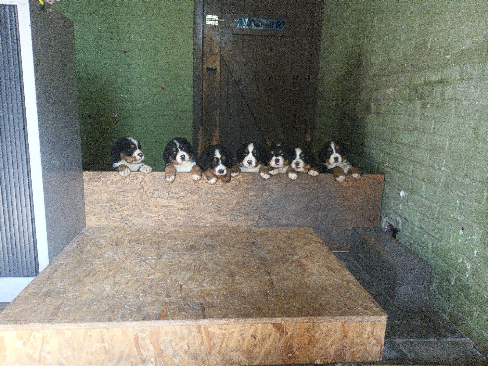 7 Berner Sennen pups hebben een nieuw huisje nodig, Meerdere, Meerdere dieren, Nederland, Fokker | Hobbymatig