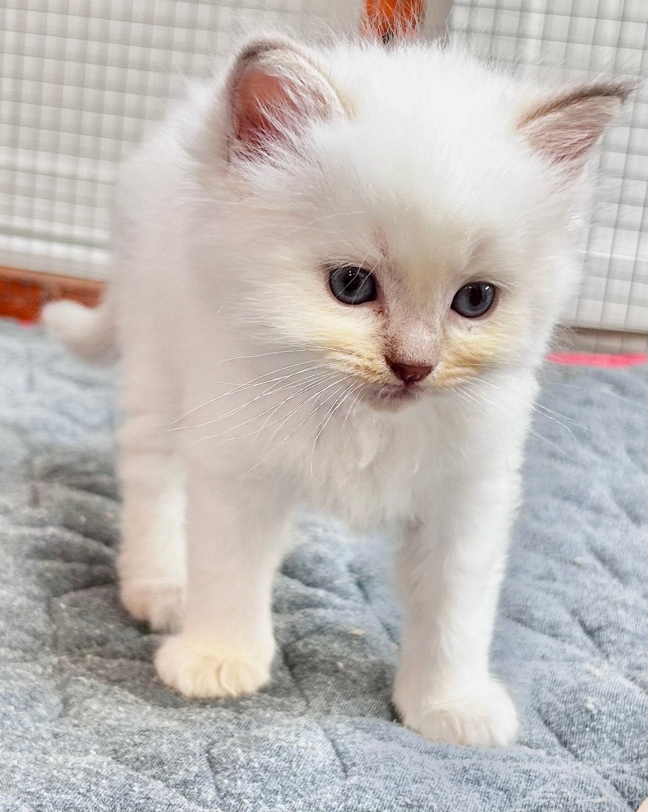 ragdoll kittens met stamboom, Dieren en Toebehoren, Meerdere dieren, Gechipt