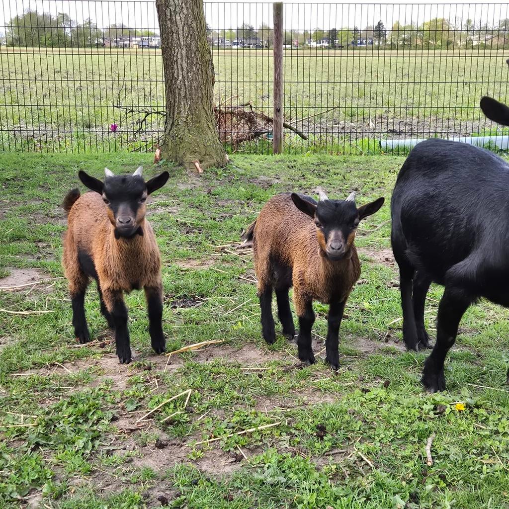 Mooie moeder dwerggeit met 2 bokjes, Dieren en Toebehoren, Schapen, Geiten en Varkens, Vrouwelijk, Geit