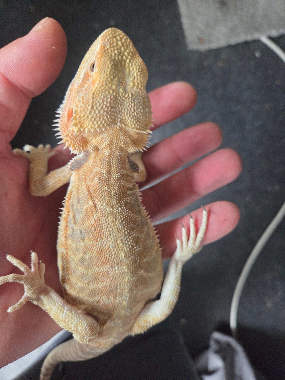 Baardagaam Pogona Vitticeps Citrus/Orange Leatherback Bearded Dragon - male for sale from r.greven1983