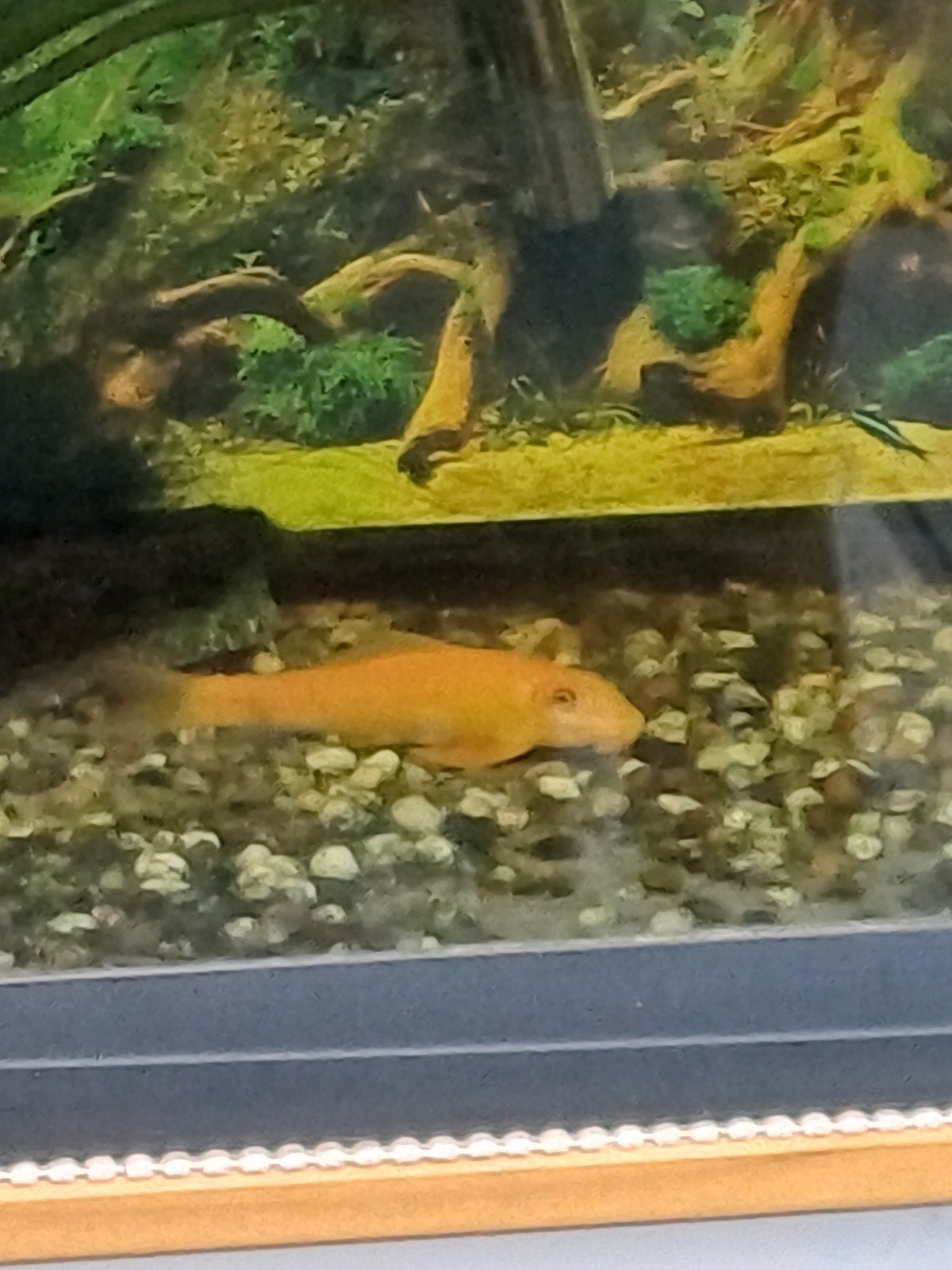 Algeneter aquarium gratis af te halen, Vis