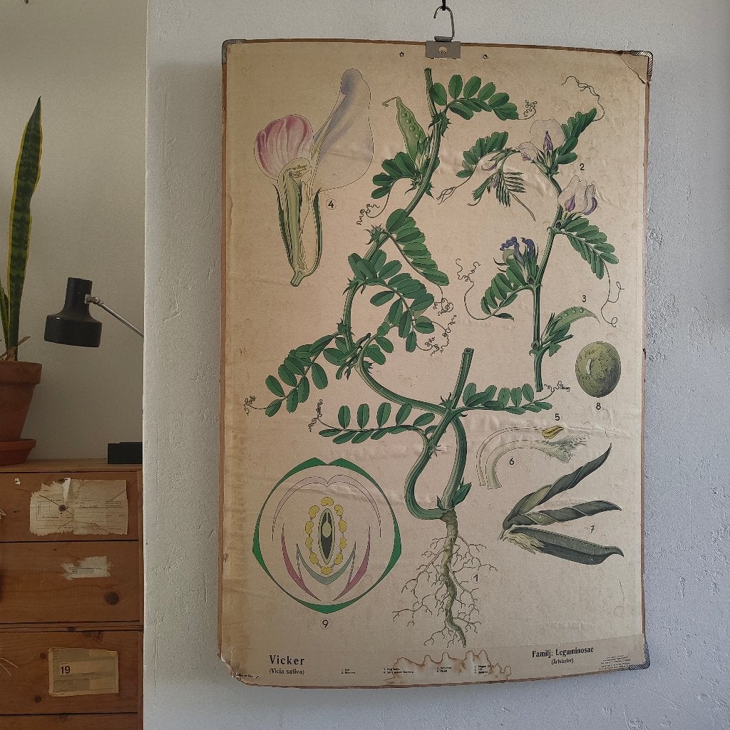 Vintage Zweedse schoolplaat, Ophalen