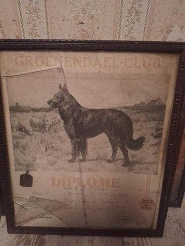 2 Ingelijste Diploma's Oude Groenendael Club Hond, Ophalen of Verzenden