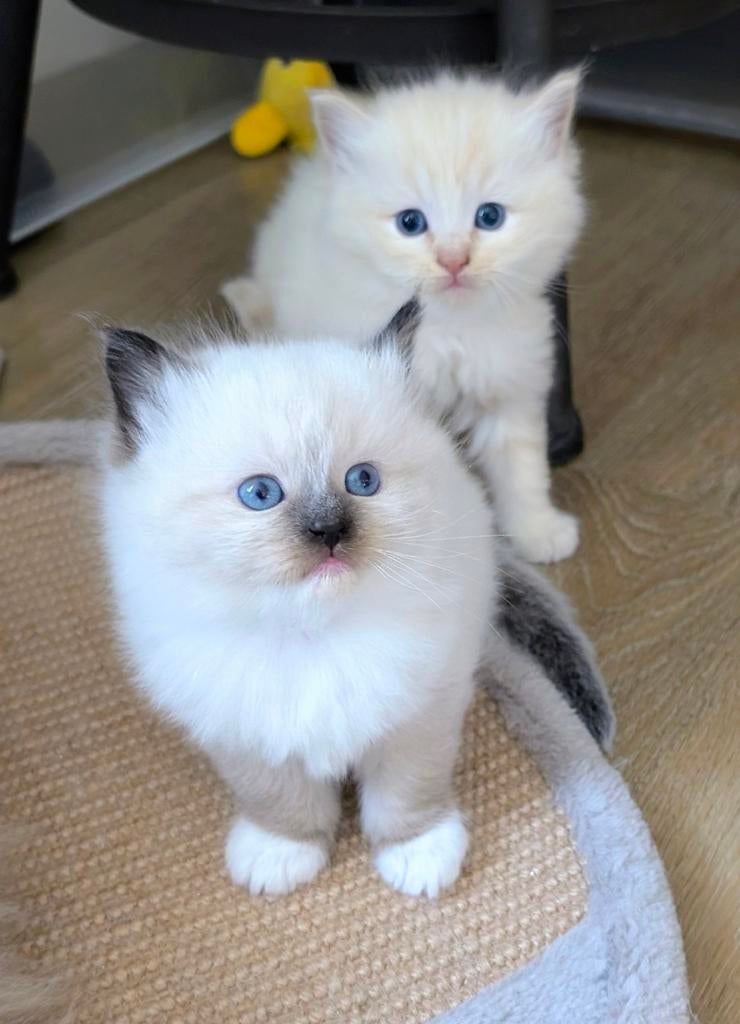 Ragdoll kittens, Dieren en Toebehoren, Meerdere dieren, Ontwormd, 0 tot 2 jaar