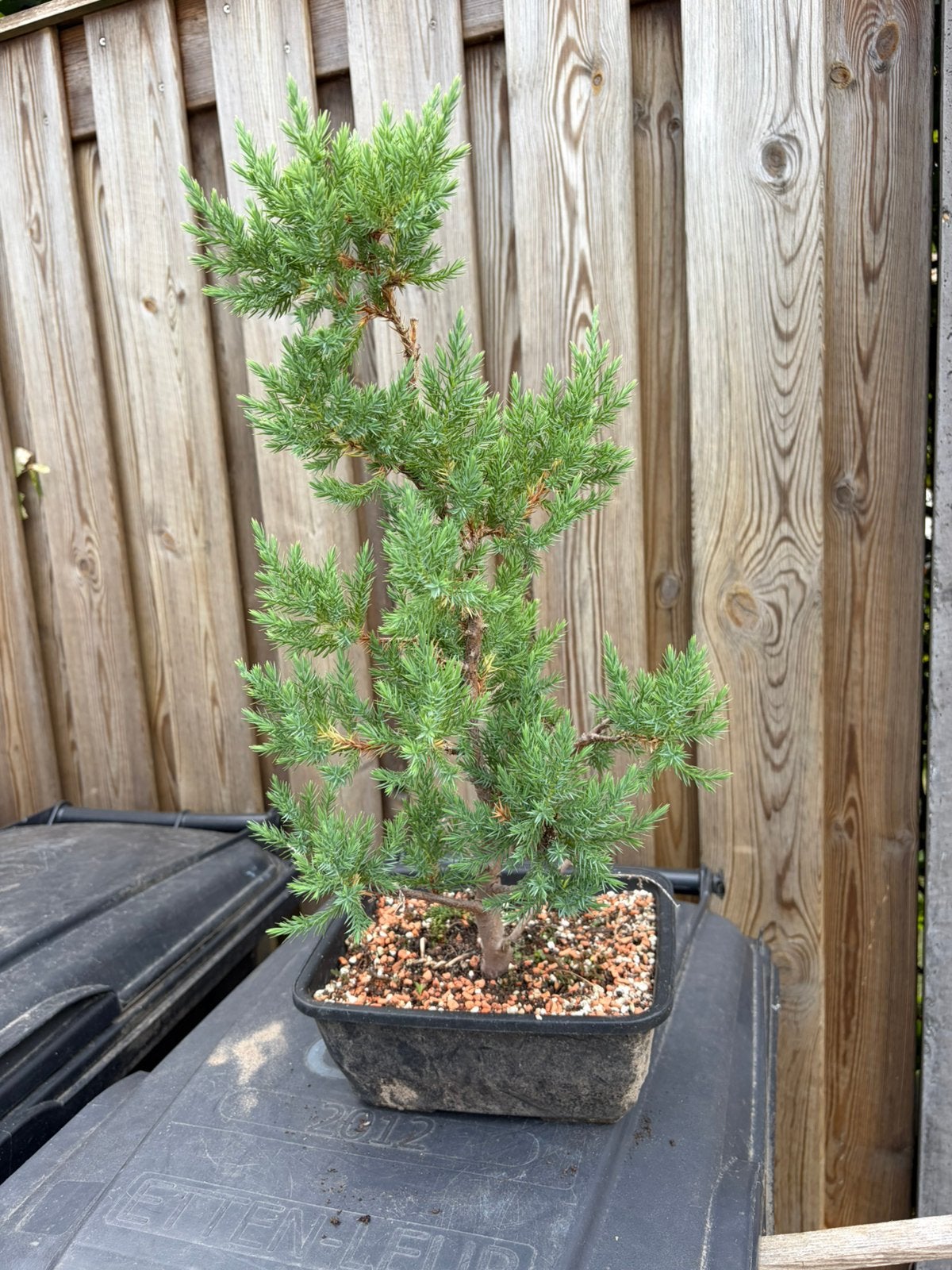 Juniperus chinensis - bonsai starter, Ophalen, Overige soorten, Minder dan 100 cm