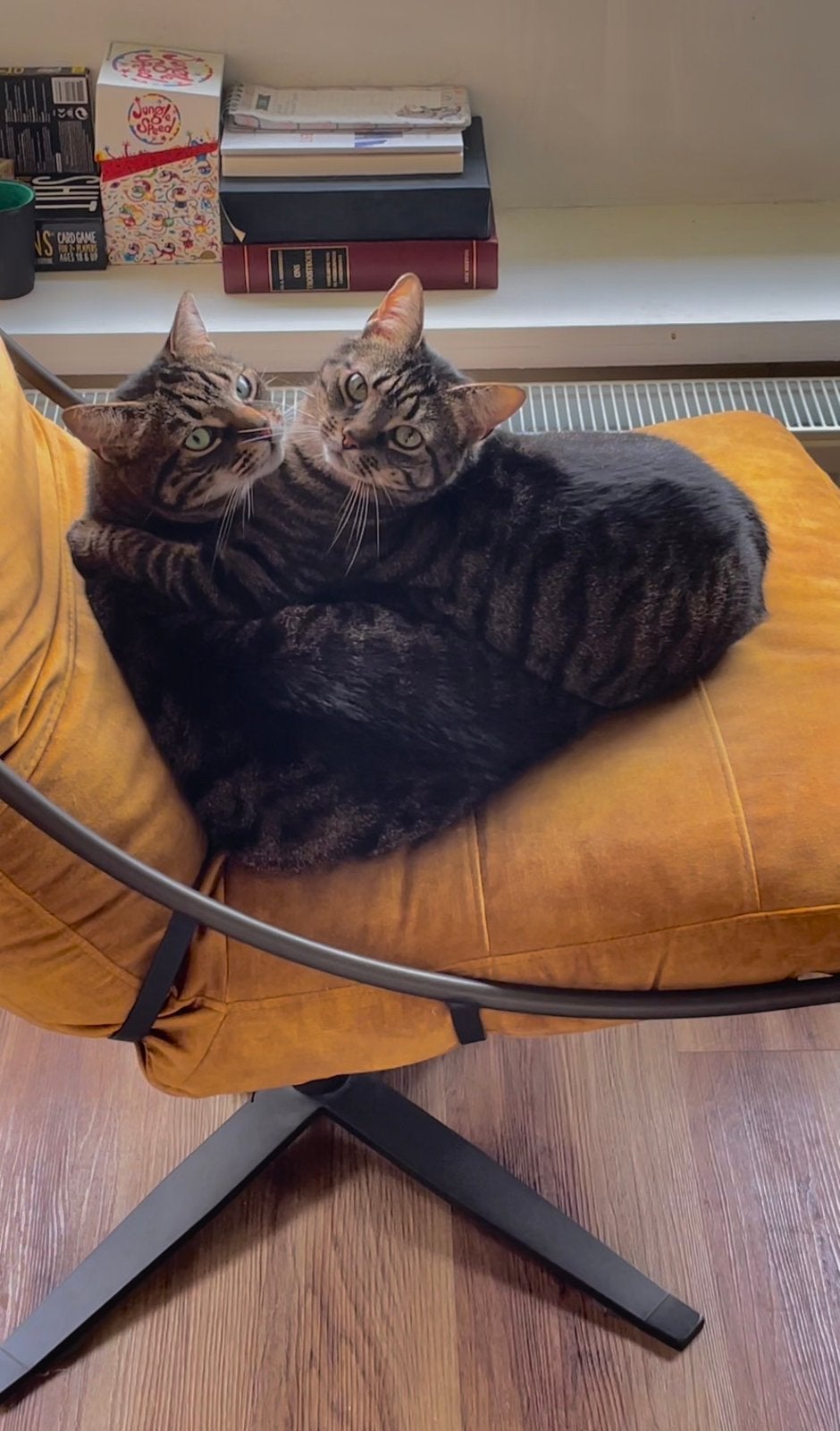 Aanhankelijke knuffelkatten zoeken een rustig huis, Dieren en Toebehoren, Poes